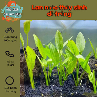 5 cây Lan nước thủy sinh - Cây thủy sinh dễ trồng không cần cO2 - Phụ kiện thủy sinh cá, tép cảnh giá tốt