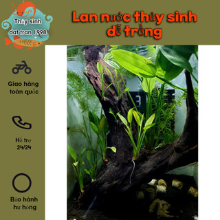 3 cây Lan nước thủy sinh dễ trồng không cần cO2