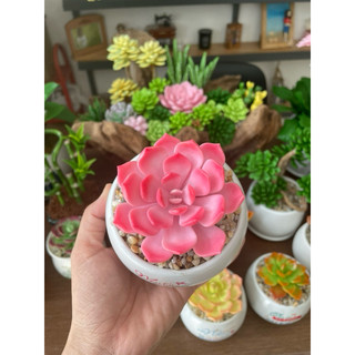 Chậu sen đá hồng đường kính 6cm