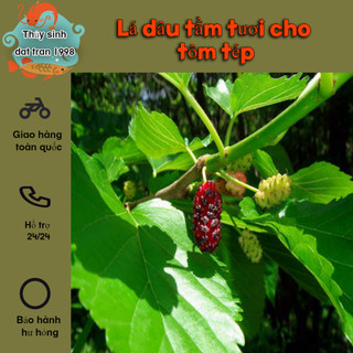 Lá dâu tằm tươi thức ăn tự nhiên cho tép cảnh,ốc cảnh
