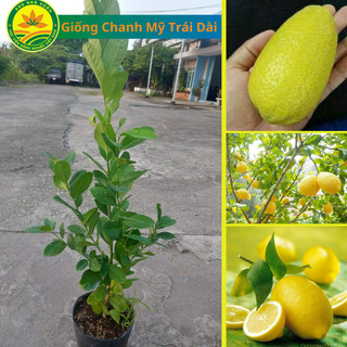 Cây giống Chanh Vàng Mỹ trái dài, giống cây ăn quả mới độc lạ, cây cho trái sau 1 năm trồng.
