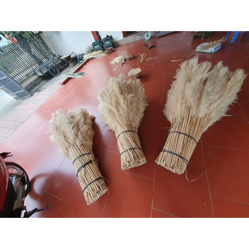 Bông cỏ lau khô, lau xù, cỏ lao, hoa khô trang trí decor nhà, spa, để bàn, chụp hình phong cách vintage…