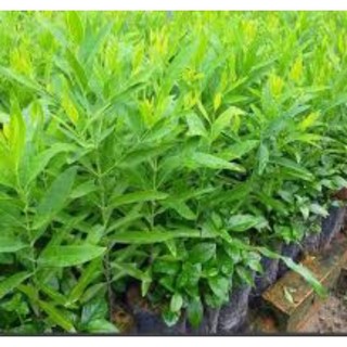 2 cây đàn hương trắng Ấn Độ