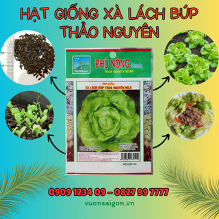 Hạt Giống Rau Xà Lách Búp Phú Nông hạt giống chắc khỏe, tỉ lệ nẩy mầm cao (Vườn Sài Gòn)