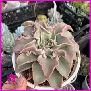 Sen đá Madiba size trung 8cm, cây già khỏe