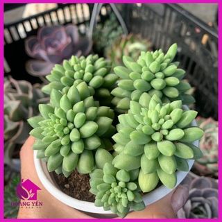 Den đá chuỗi ngọc bi xanh size trung chậu 8cm, cây già khỏe giá rẻ