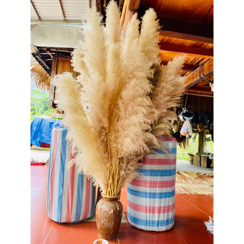 Bông cỏ lau khô, lau xù, cỏ lao, hoa khô trang trí decor nhà, spa, để bàn, chụp hình phong cách vintage…
