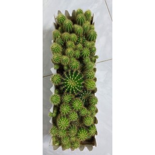 xương rồng bí xanh ( đi tổng đơn 30k)
