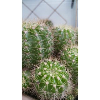 xương rồng bí xanh