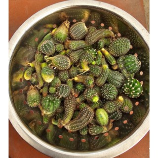 Set chồi xương rồng Lobivia và Echino