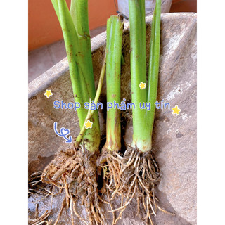 cây dọc mùng ăn thân (mua 5 tặng 1)