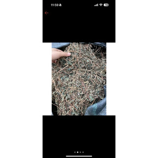 Cây bọ mắm tía khô 100gr cây dòi tím khô thơm sạch