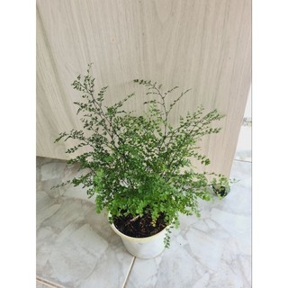 Tóc Thần Vệ Nữ Lá Nhỏ và lá trung
