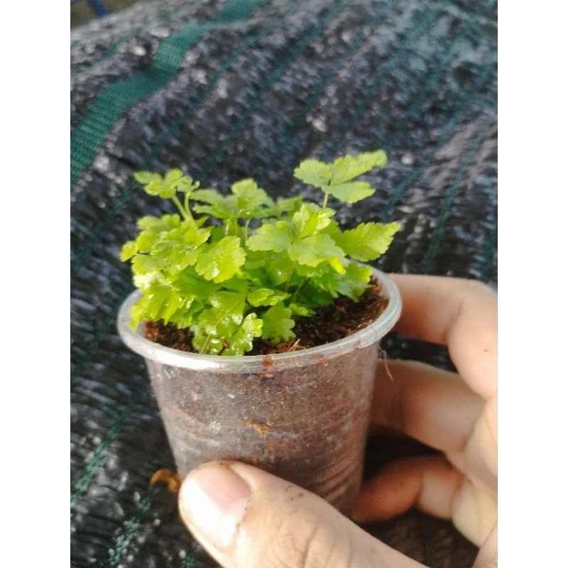 dương sỉ xanh mini