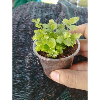 Dương sỉ siêu mini