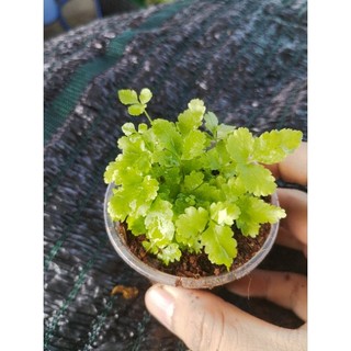 dương sỉ xanh mini