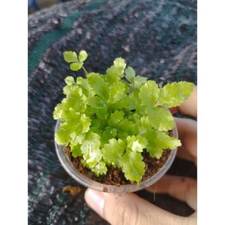 dương sỉ xanh mini