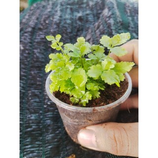 dương sỉ xanh mini