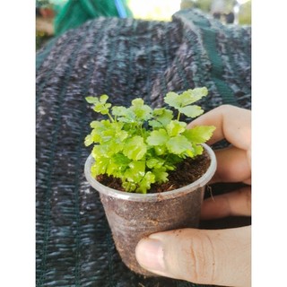 dương sỉ xanh mini