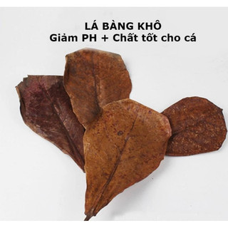 Lá Bàng khô giưỡng cá Betta và cá cảnh - 2 lá