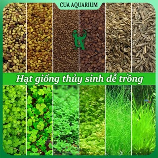 Hạt giống trồng cây thuỷ sinh - Cỏ trân châu, ngưu mao chiên, cỏ tình yêu không cần CO2