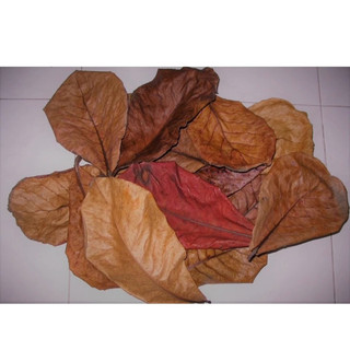 Lá Bàng khô giưỡng cá Betta và cá cảnh - 2 lá