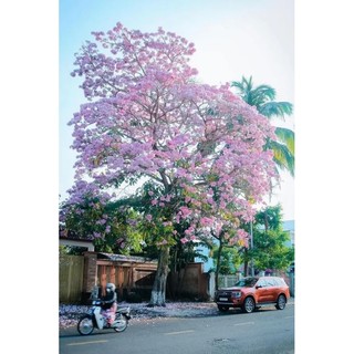 Cây kèn hồng cao 60-200cm.