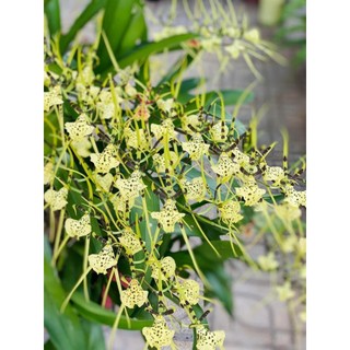 Hoa lan vũ nữ nhện xanh cây trưởng thành chậu phi 12