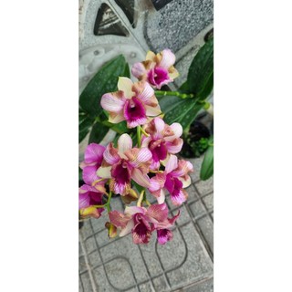 Hoa lan den lai catt hồng sọc biến thiên mắt