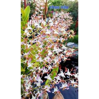Hoa lan chan chao nâu xưa cây trưởng thành chậu p12