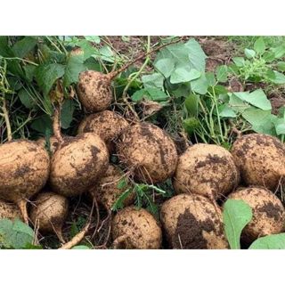 1kg Hạt giống củ đậu tròn k leo 3.5 tháng thu hoạch