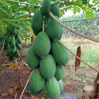 20 Hạt giống đu đủ siêu lùn trồng quanh năm