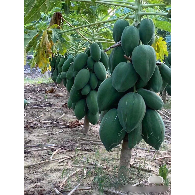 20 Hạt giống đu đủ siêu lùn trồng quanh năm