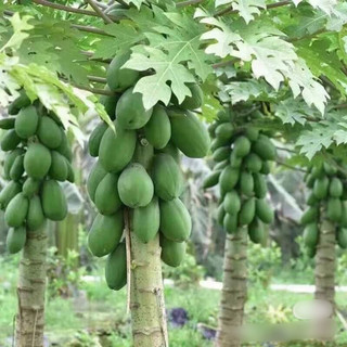 20 Hạt giống đu đủ siêu lùn trồng quanh năm