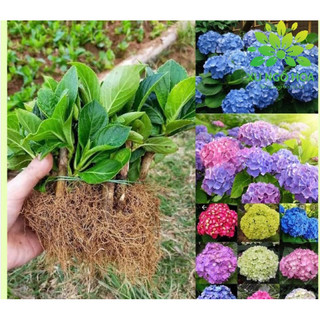 Cây Cẩm tú cầu giống đổi màu, chọn màu (mua 10 màu tặng 1)