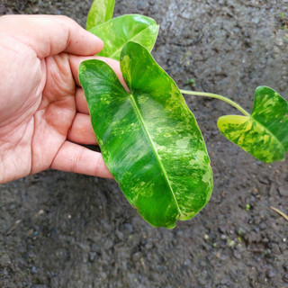 Trầu bà Philodendron burle marx
