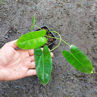 Trầu bà Philodendron burle marx