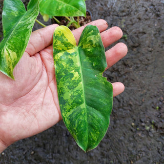 Trầu bà Philodendron burle marx