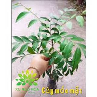 Cây móc mật giống cao 20-50cm - cây gia vị và cây dược liệu hàng chuẩn