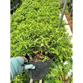 Chậu cây ổi Sẻ ( Ổi Nhật)