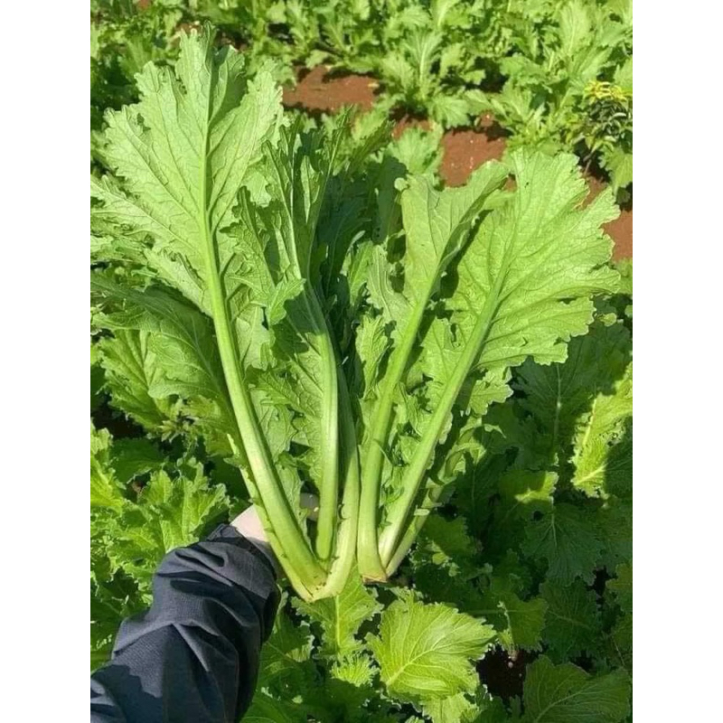[ Giá Sỉ ] HẠT GIỐNG RAU CẢI MÈO ( 1kg)