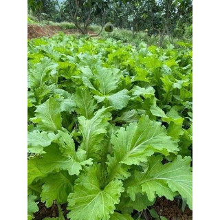 [ Giá Sỉ ] HẠT GIỐNG RAU CẢI MÈO ( 1kg)