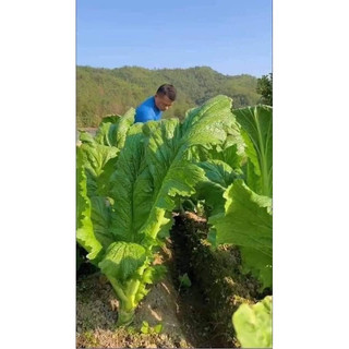 [ Giá Sỉ ] HẠT GIỐNG RAU CẢI MÈO ( 1kg)