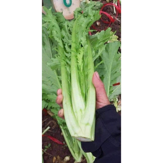 [ Giá Sỉ ] HẠT GIỐNG RAU CẢI MÈO ( 1kg)