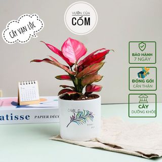 Cây hồng lộc kèm chậu sứ trắng mang phong thủy , tài lộc cho gia chủ. Cây phong thủy để bàn , món quà tặng ý nghĩa .