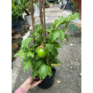 Cây chanh dây,sẵn trái