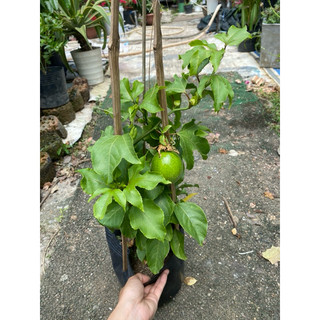 cây chanh dây,sẵn trái(10/3/24)