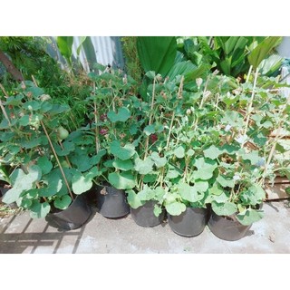Cây bầu hô lô