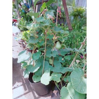 Cây Bầu Hô Lô