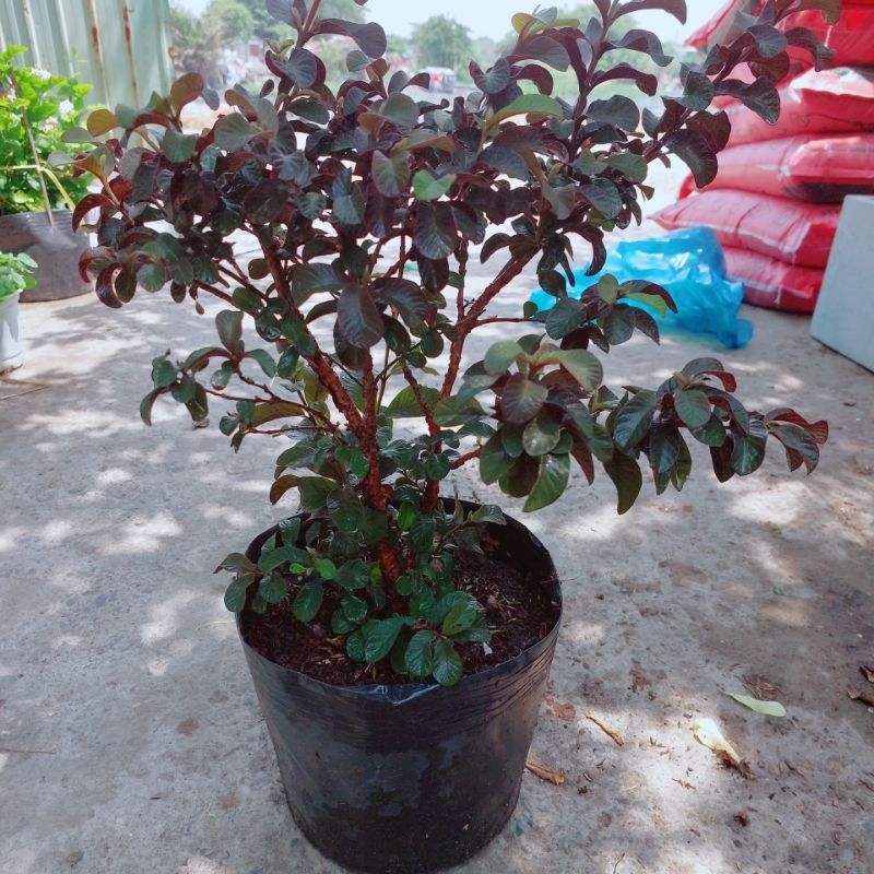 Cây Ổi Tím